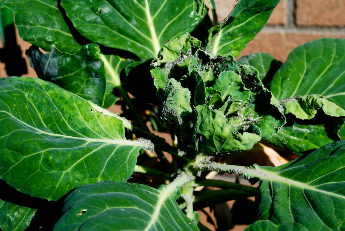 Brussels sprout plant covered in aphids.