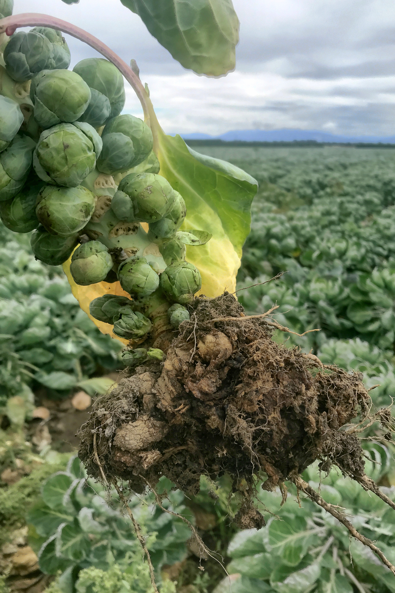 Uprooted Brussels sprout plant with severe clubroot.