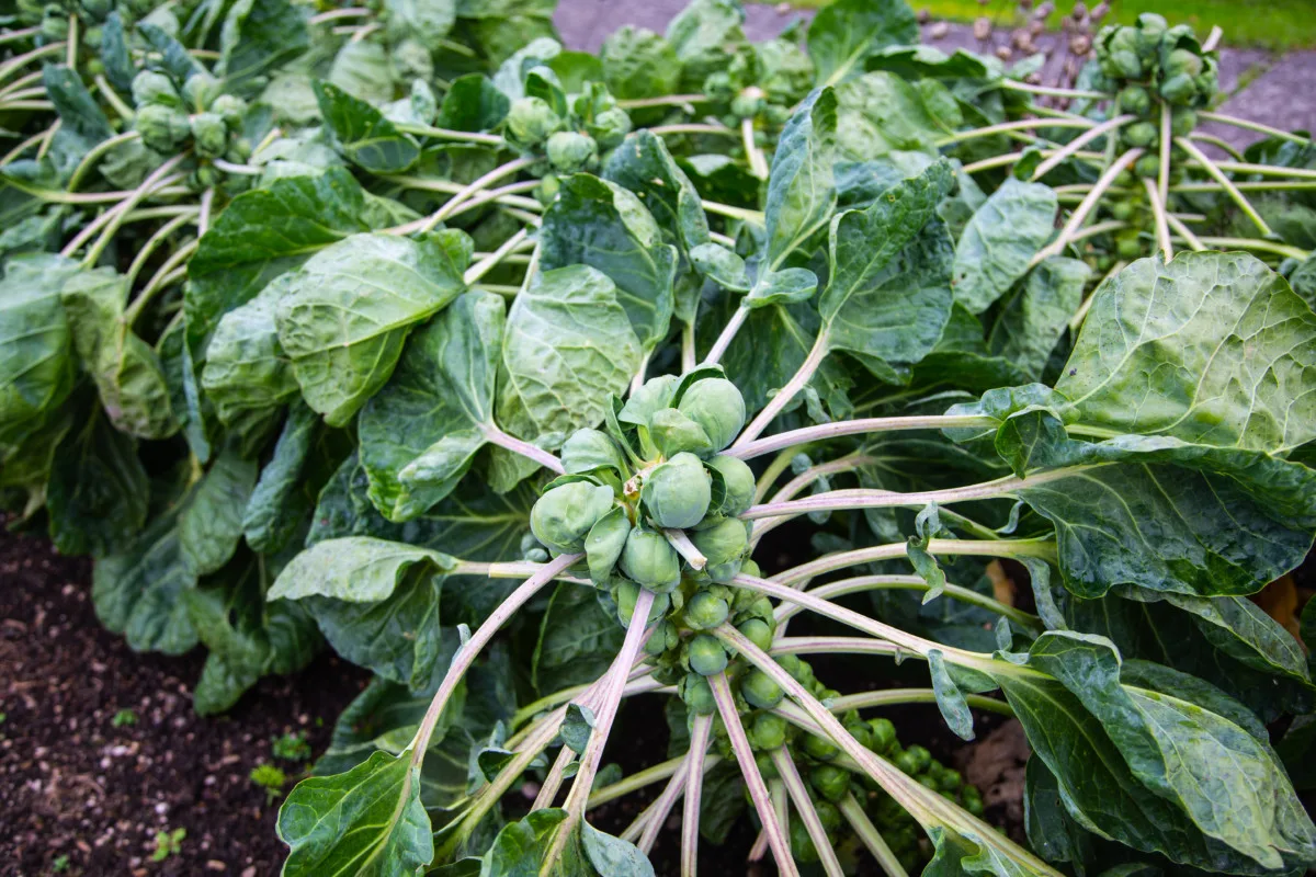 Many Brussels sprout plants growing in a garden.