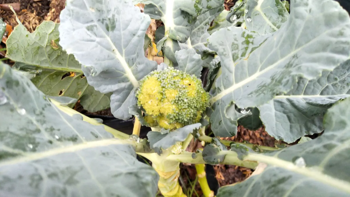 Broccoli infected with disease