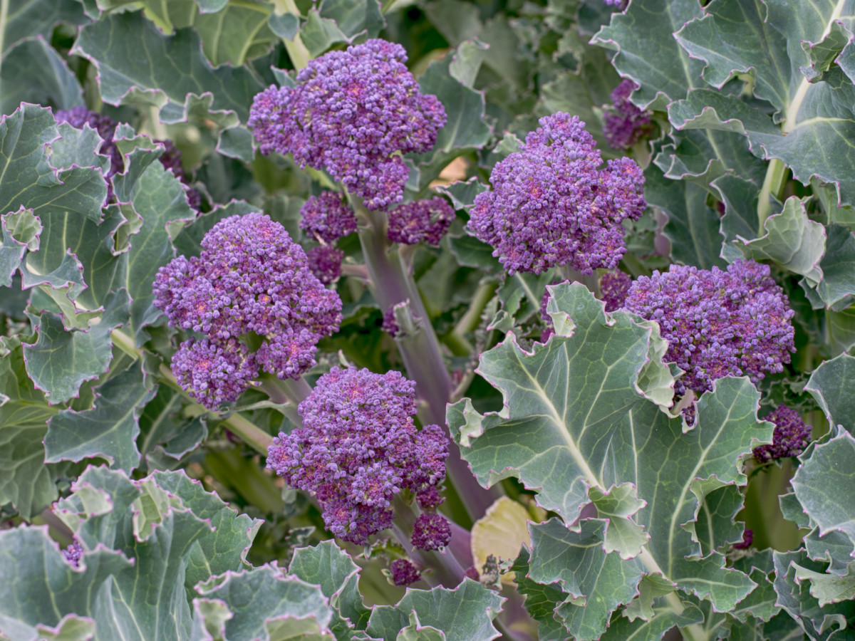 Purple broccoli