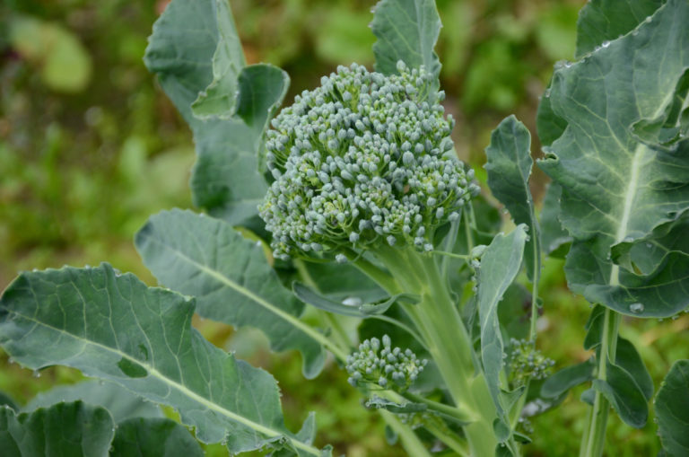 How To Plant, Grow & Harvest Broccoli