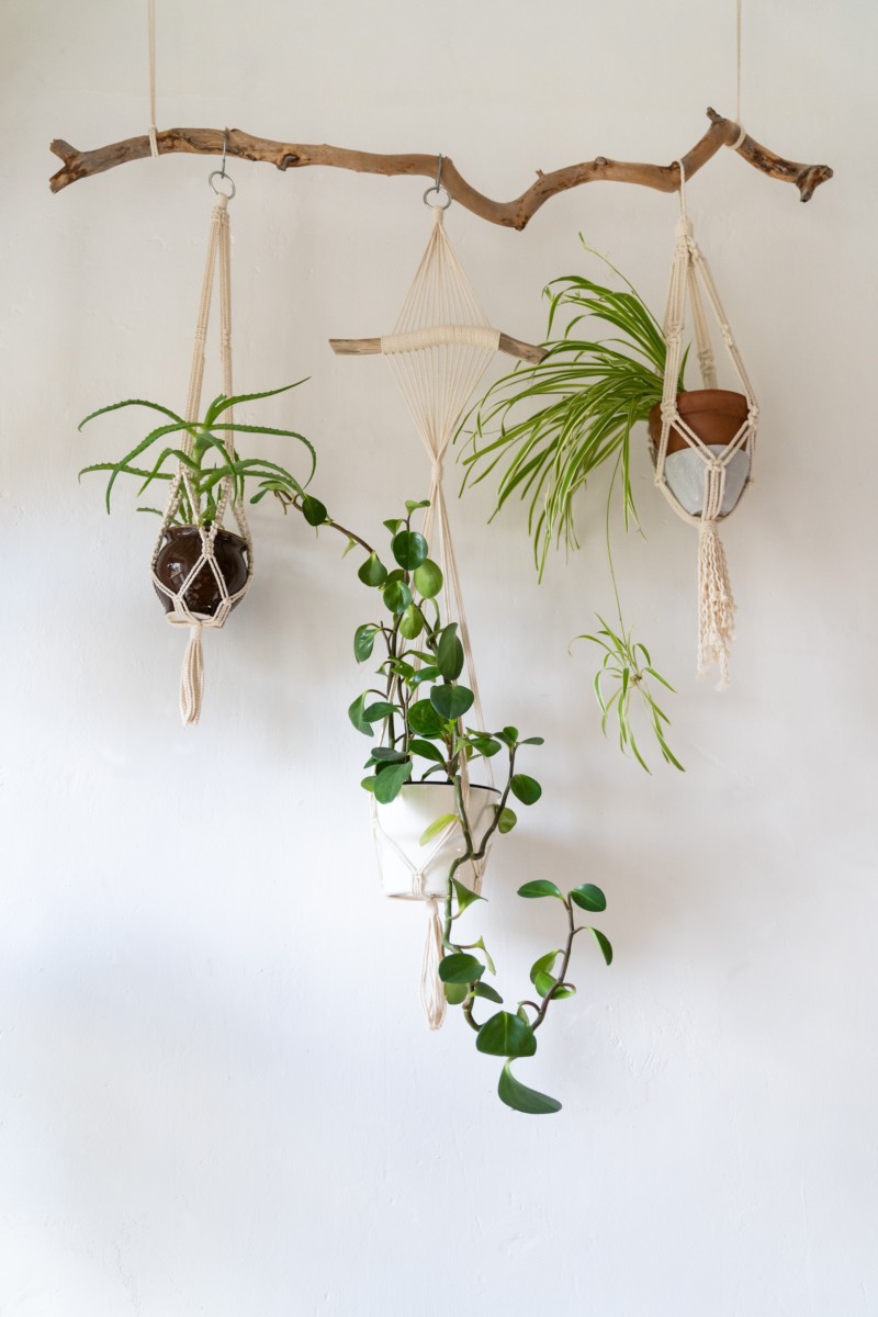 six potted plants hung in macrame plant holders
