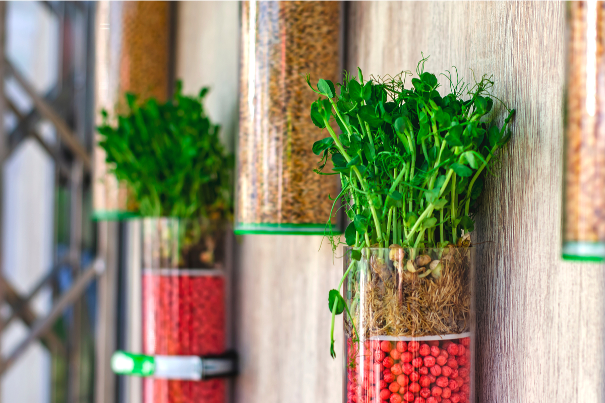 Pea shoots growing in wall-mounted jars.