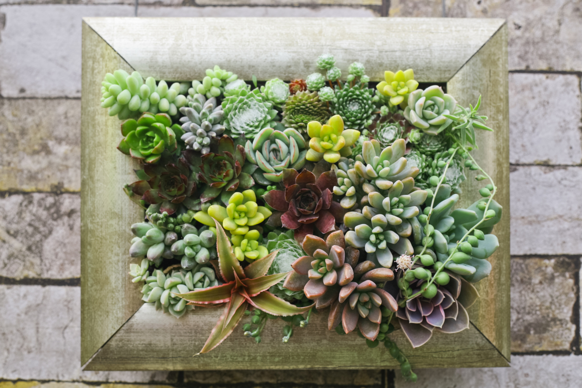 Succulent garden in a picture frame