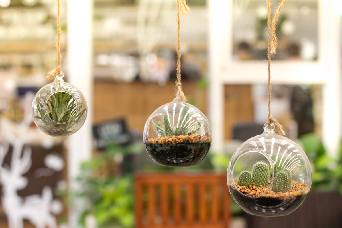 Three hanging terrariums with cacti and tillandsia