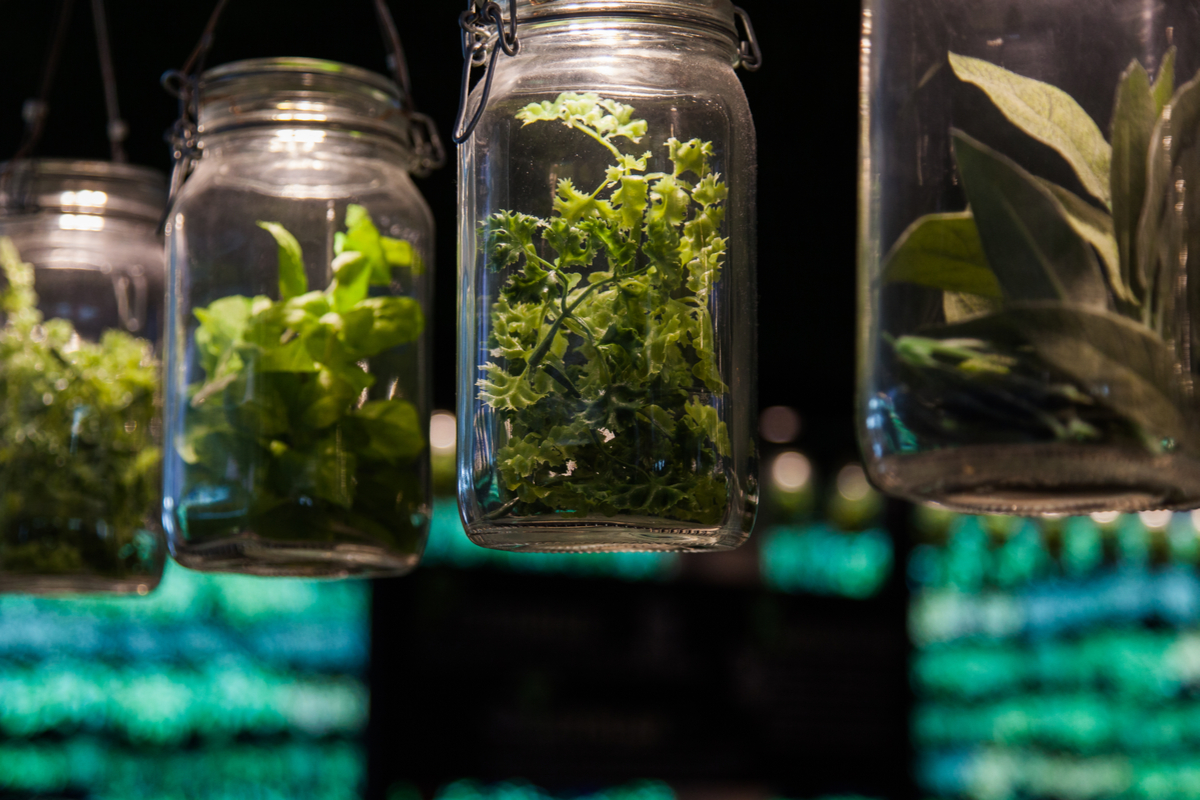 Jars with plants growing inside them. 