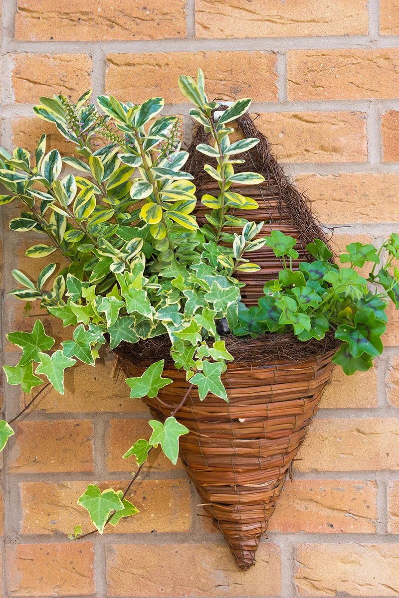 Wall mounted plant basket
