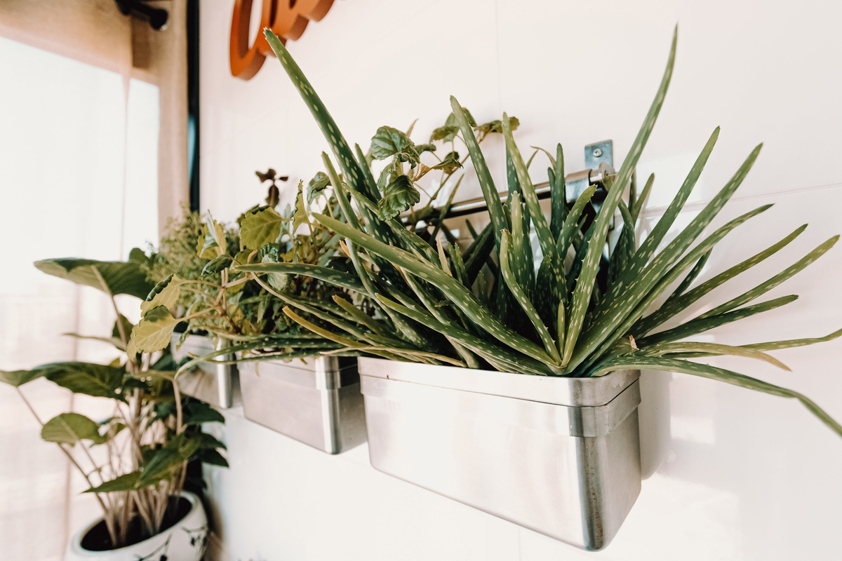 Wall-mounted plant holder with plants