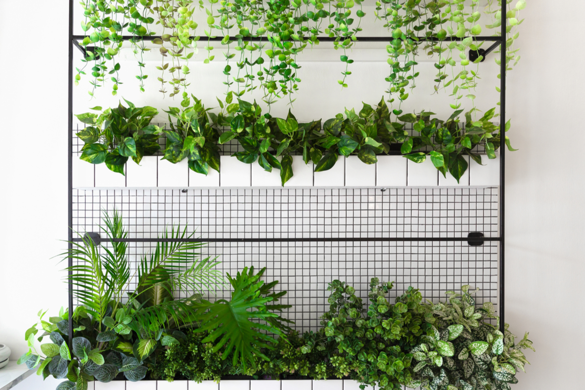 Plants growing on a wall mounted wire grid