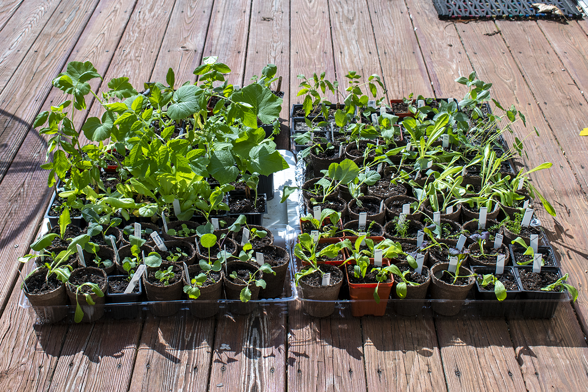 Trays of seedlings sitting out in the sunshine on a deck. 
