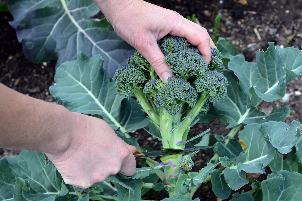 How Plant, Grow & Harvest Broccoli
