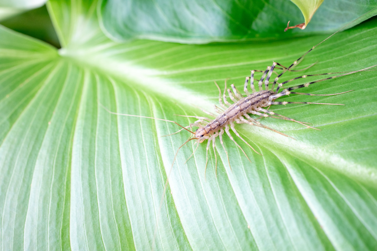 Centipede on houseplant leaf