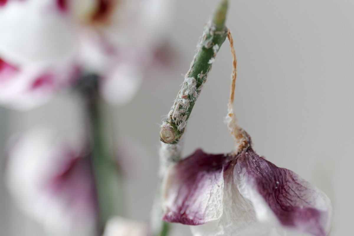 Mealybugs on dead orchid flower