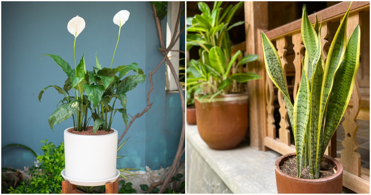 5 Things You Need To Know Before Moving Houseplants Outside In Spring