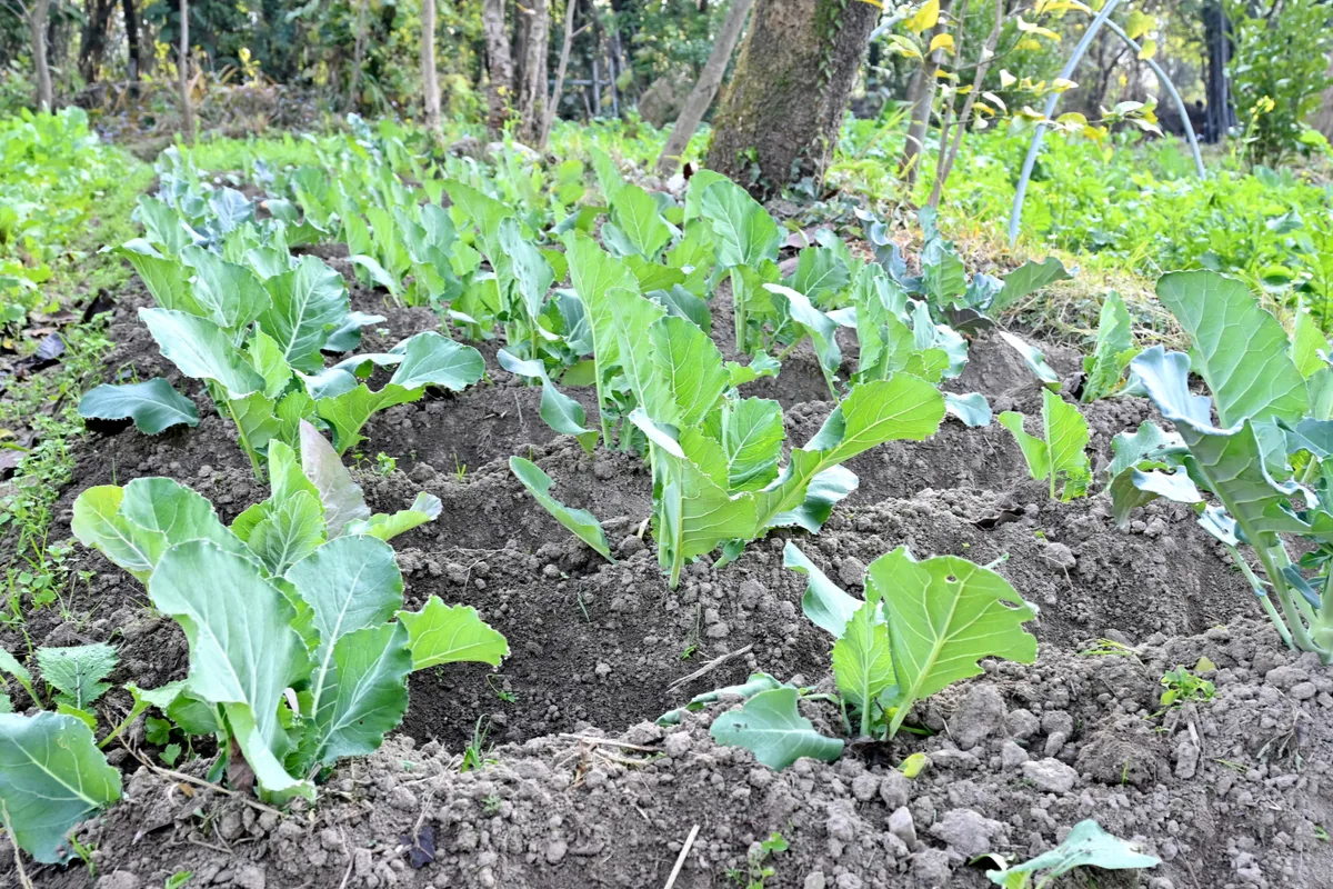 Rows of cauliflower plants growing in the shade of a forest