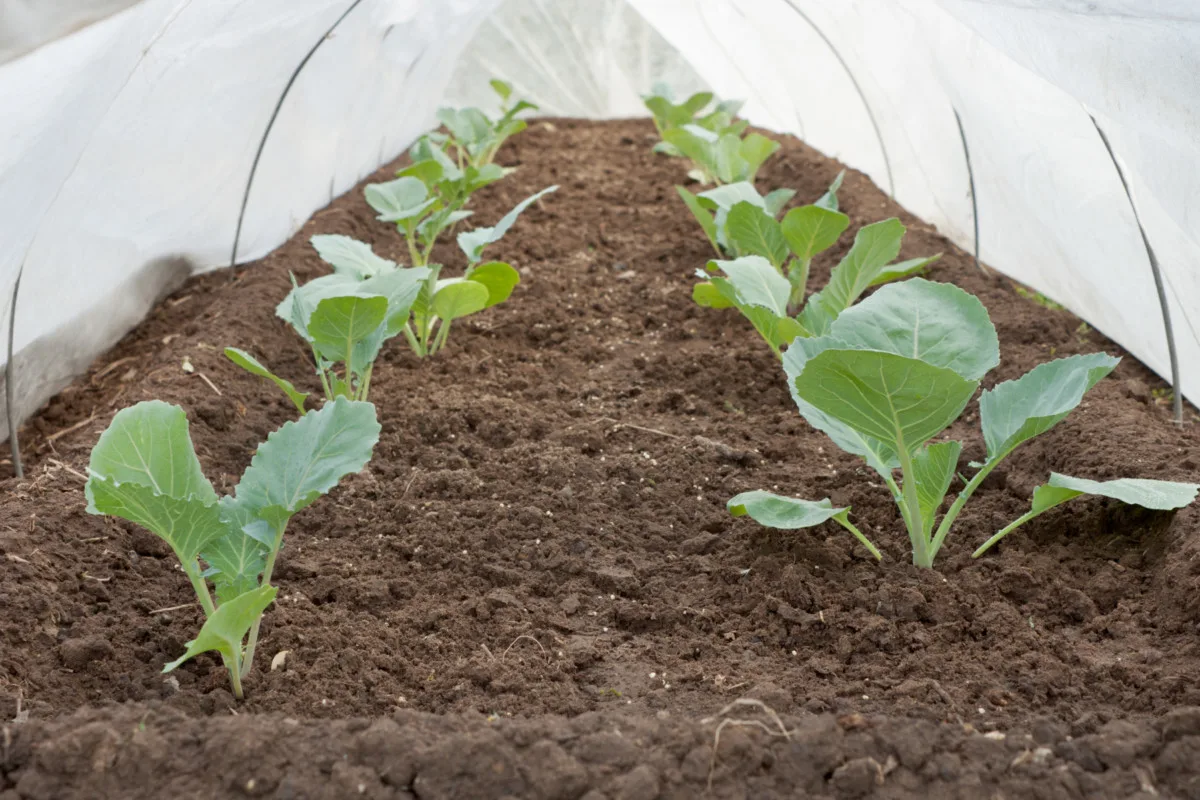 Cauliflower seedlings under a row cover