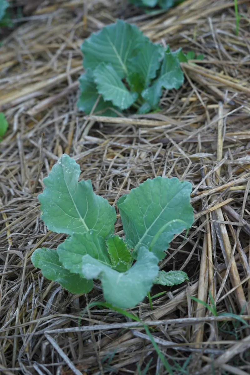 Small cauliflower seedling mulched with straw