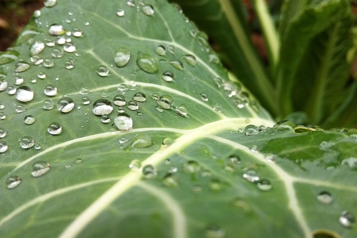 Close up of water droplets on cauliflower leaf