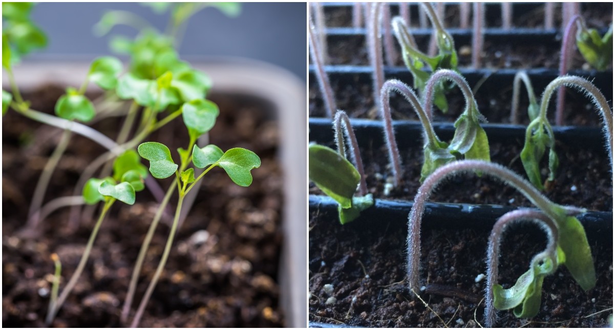 Leggy Seedlings: How To Prevent & Fix Long & Floppy Seedlings