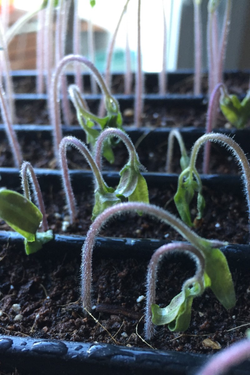 Wilted tomato seedlings