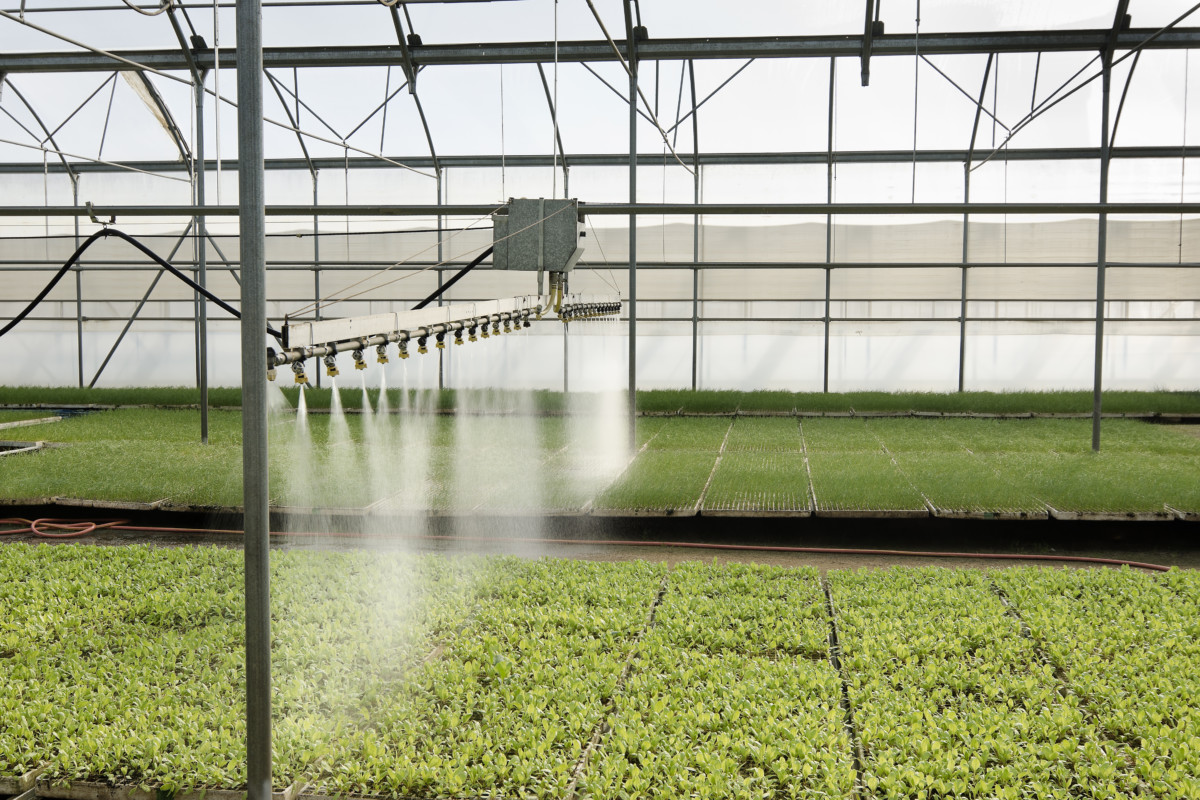 Seedlings being watered automatically in large commercial greenhouse.