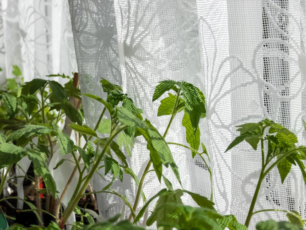 Large tomato seedlings leaning towards window.
