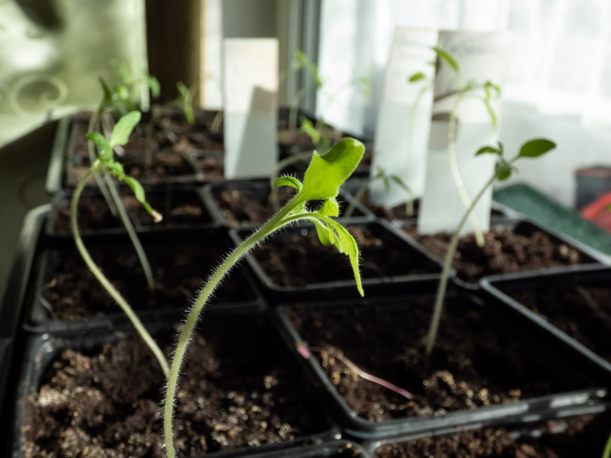 Leggy tomato seedlings leaning toward window.