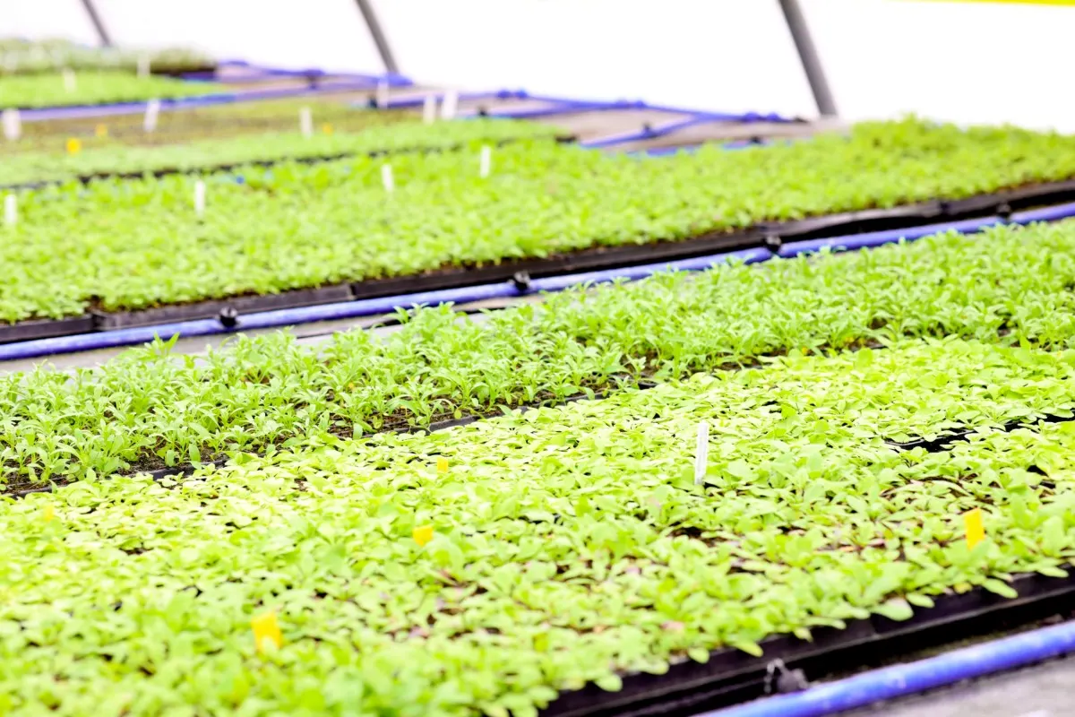 Trays of healthy seedlings inside a commercial greenhouse.