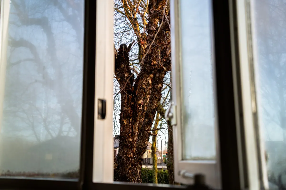 Window open looking out at tree. 