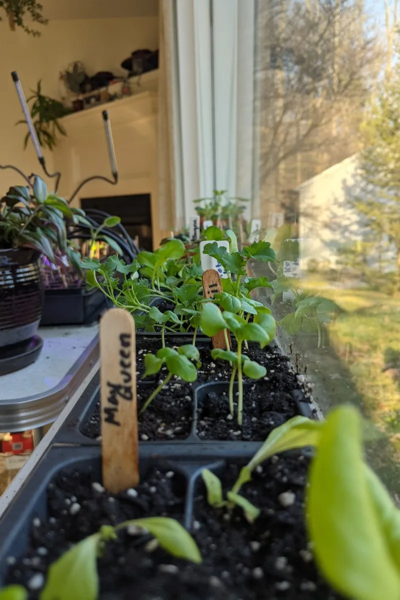 Seedlings in window.