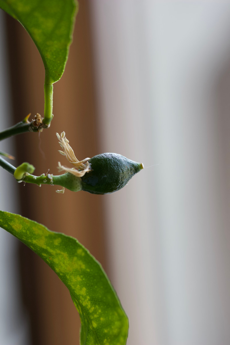 A tiny unripe Meyer lemon growing on a Meyer lemon tree.