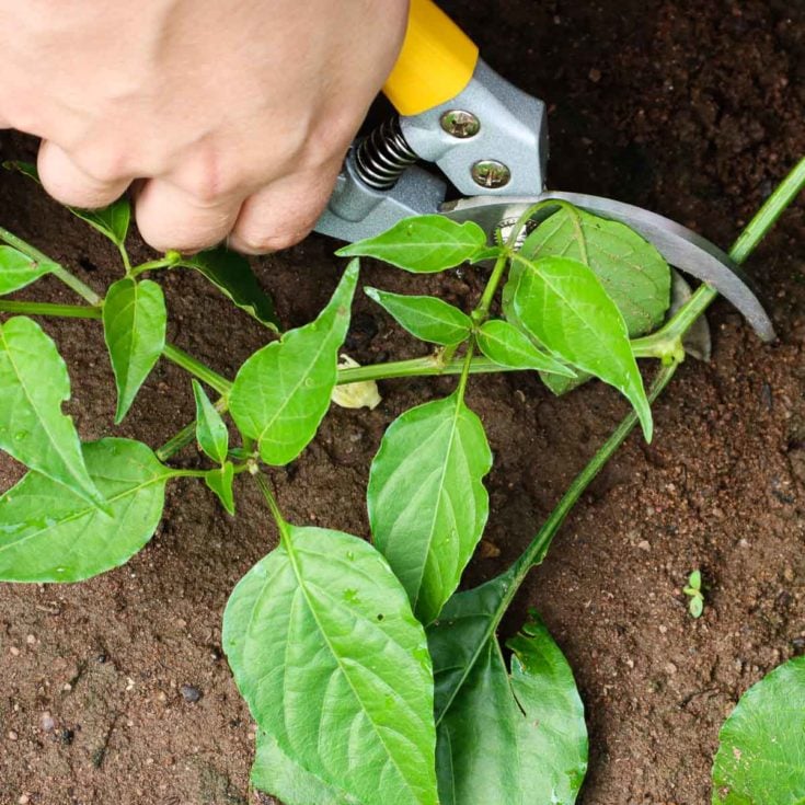 How To Prune Pepper Plants For Huge Yields