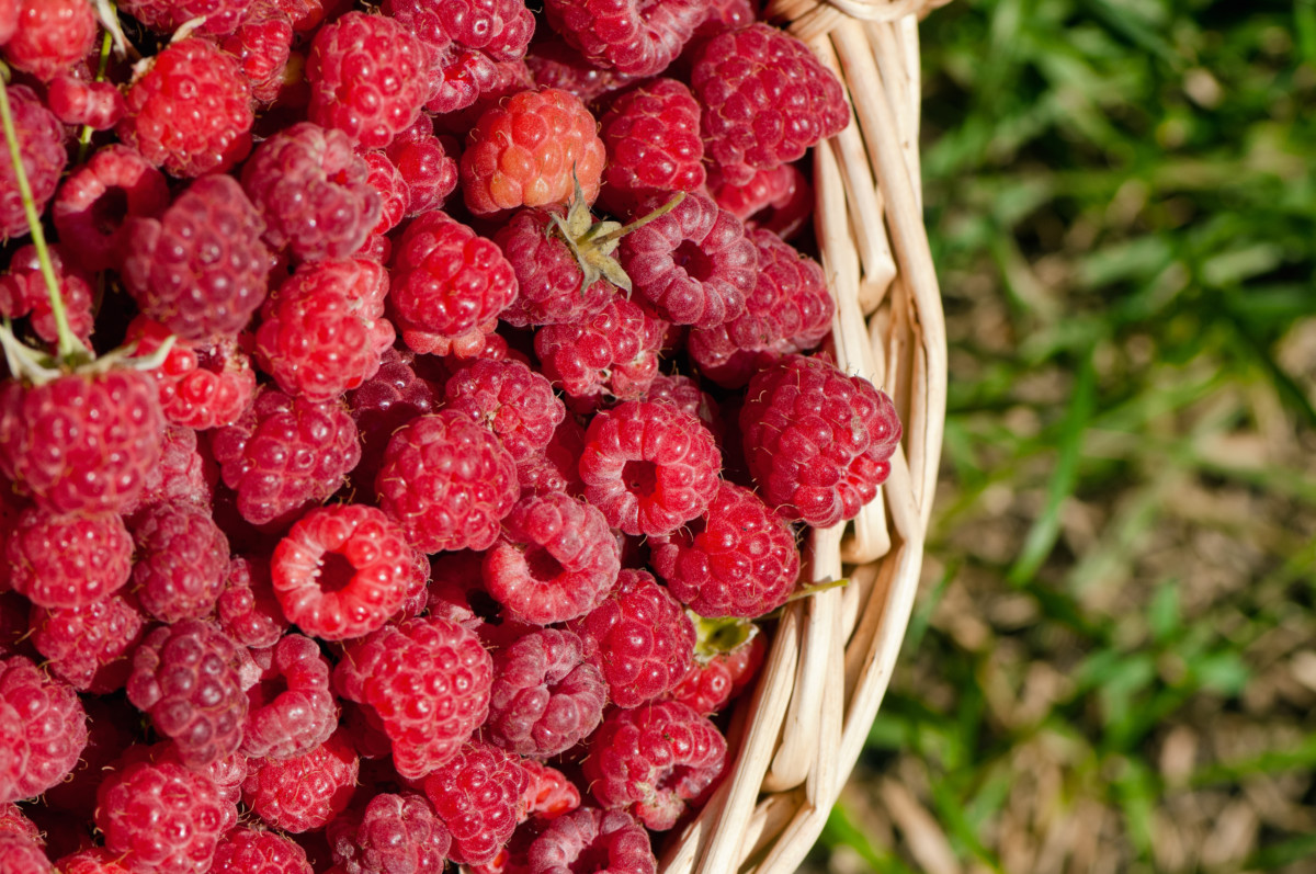 basket full of raspberries