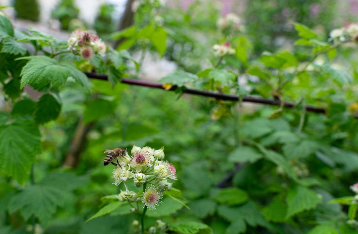 Bees on raspberry plants