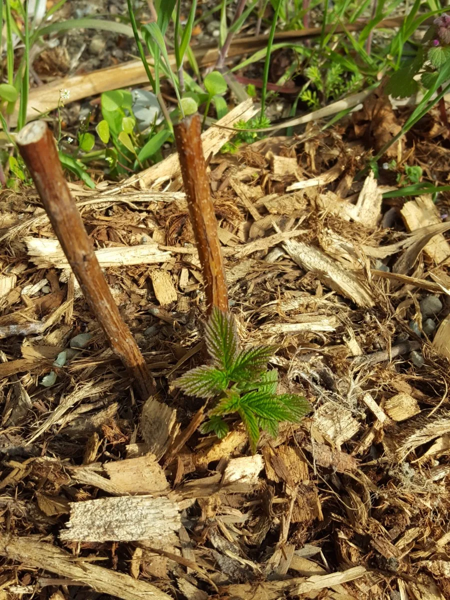 Trimmed and mulched raspberry cane