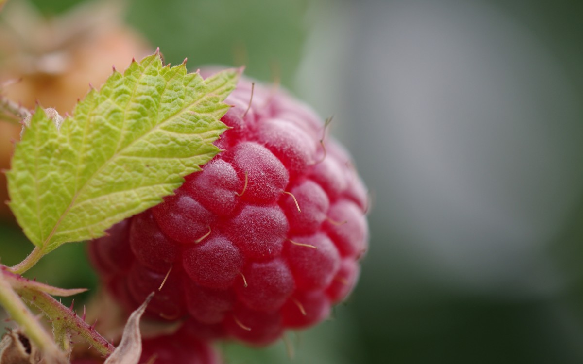 Close up of single raspberry