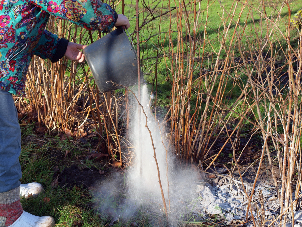 Pouring ash on raspberry canes to fertilize