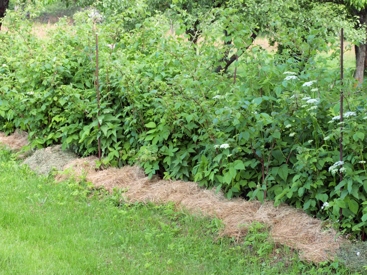 Mulched raspberry canes