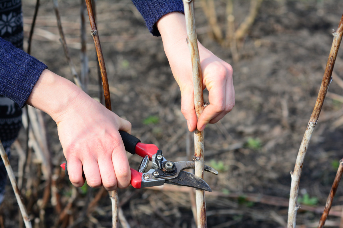 hands pruning raspberry canes