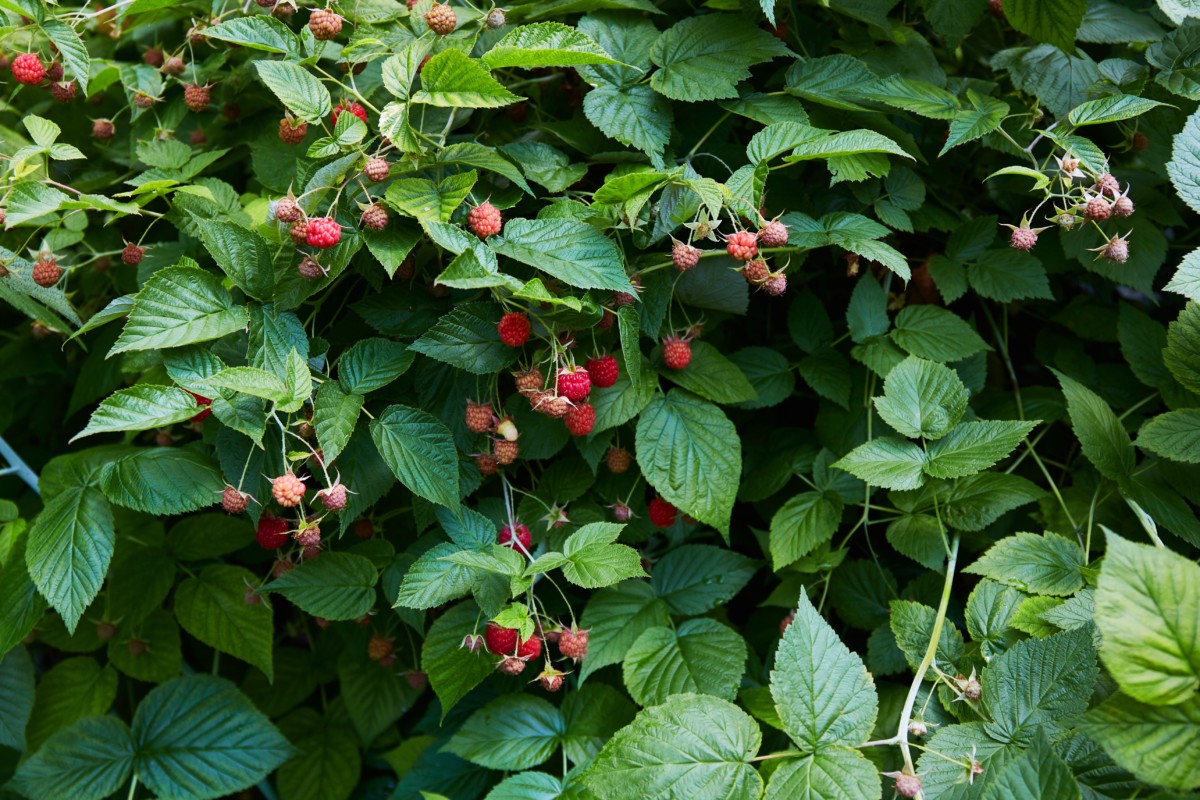 Raspberries growing on canes