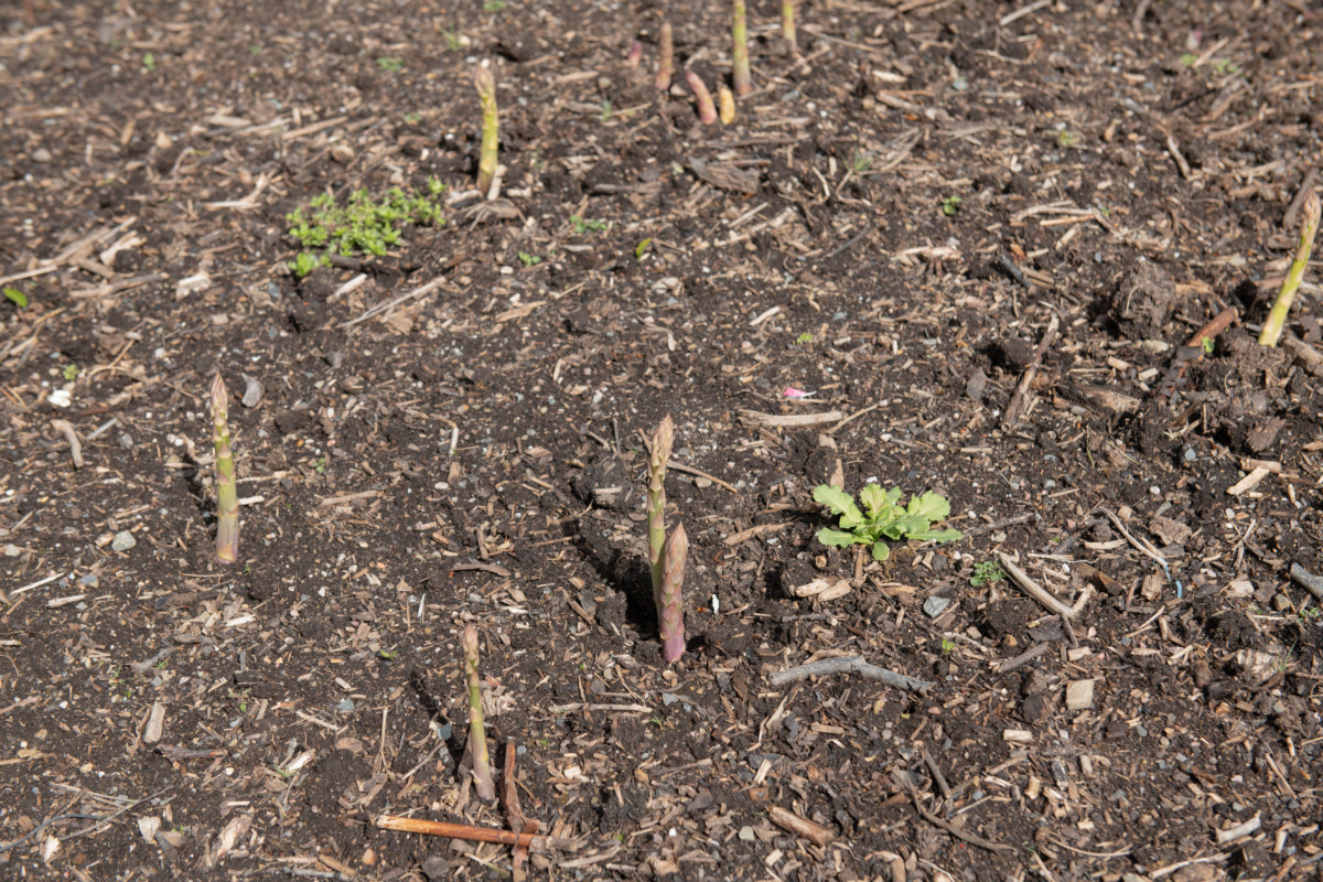 Tiny asparagus spears poking up from the soil.