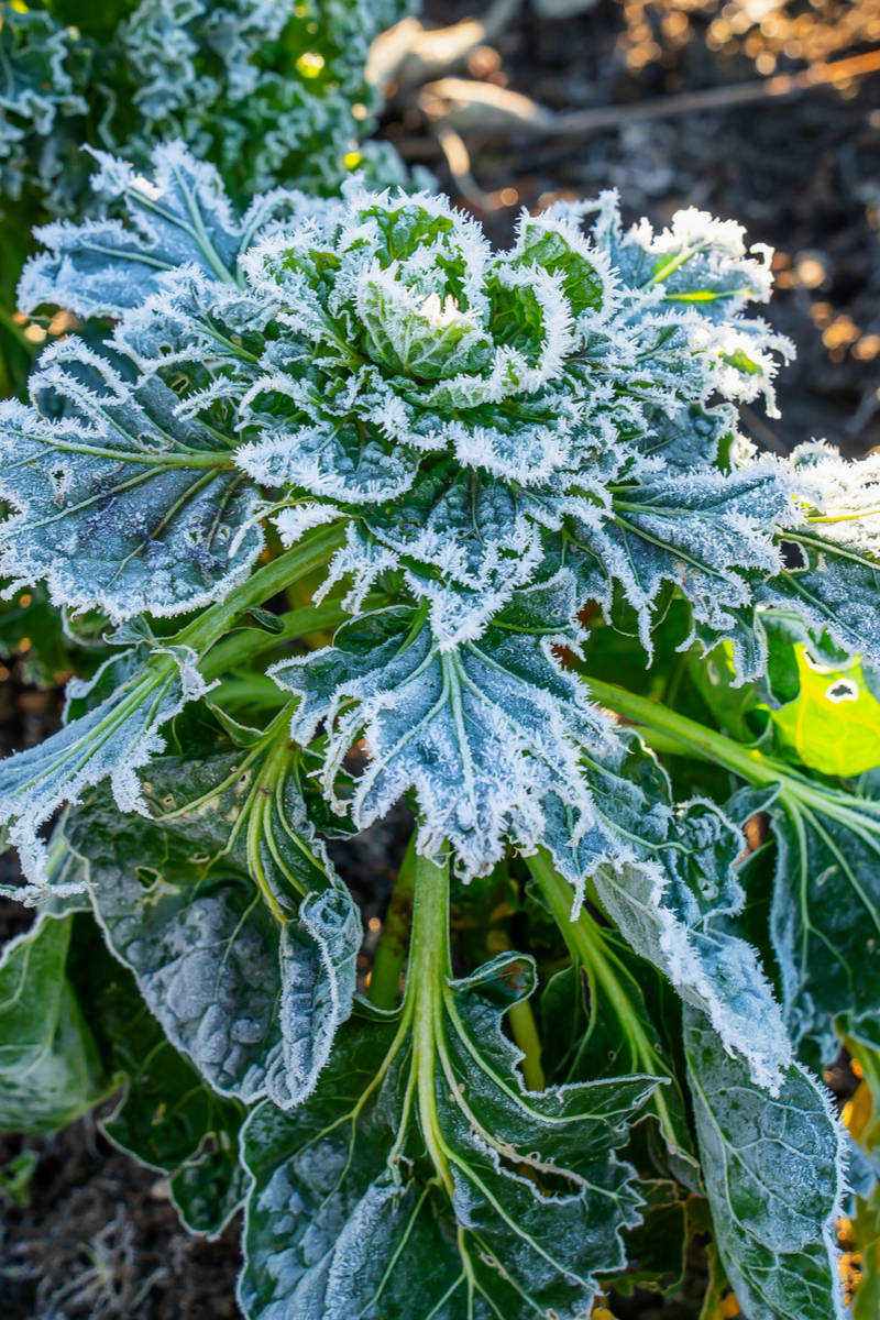 Frost-covered Brussels sprout plant.