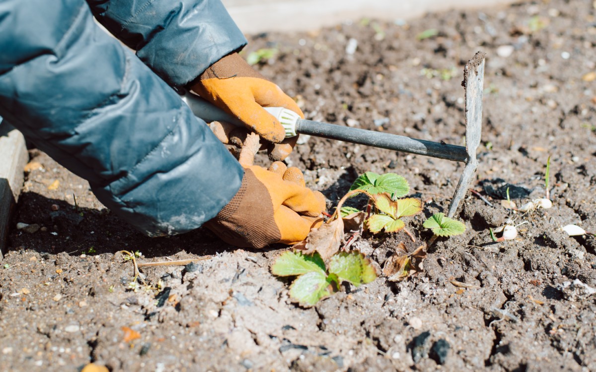 Person using a hand tool to weed strawberry patch
