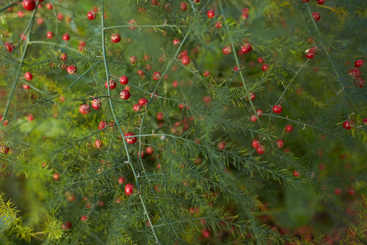 Bright red berries of asparagus seeds
