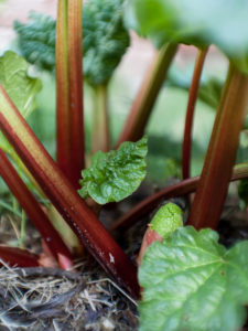 7 Essential Spring Rhubarb Jobs For A Bumper Harvest