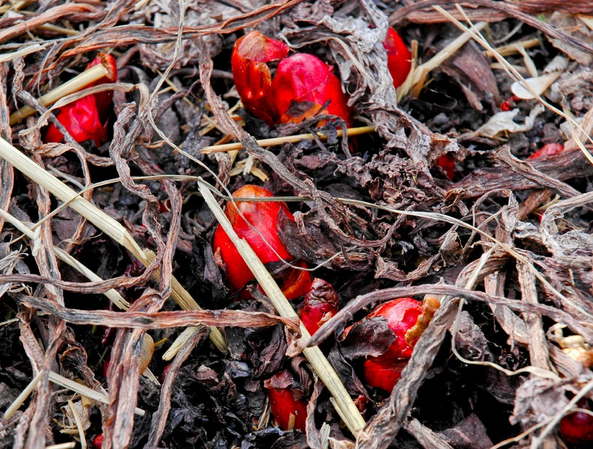 Bright red rhubarb crowns in ground