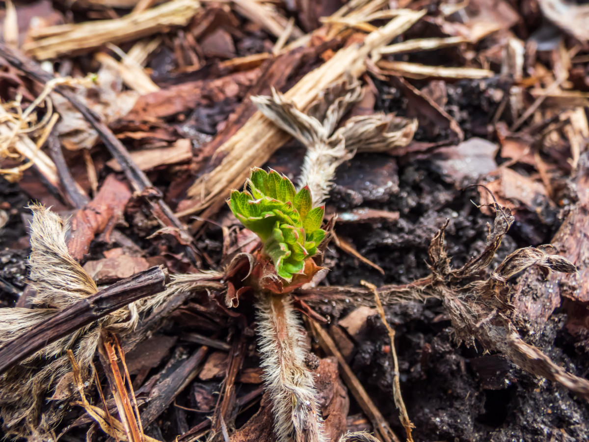New growth on a strawberry plant after winter