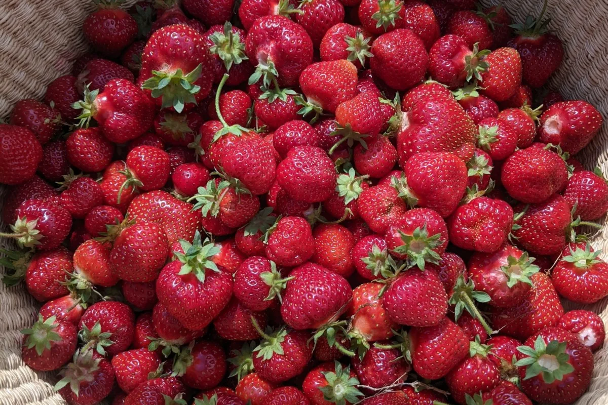 Basket filled with ripe strawberries