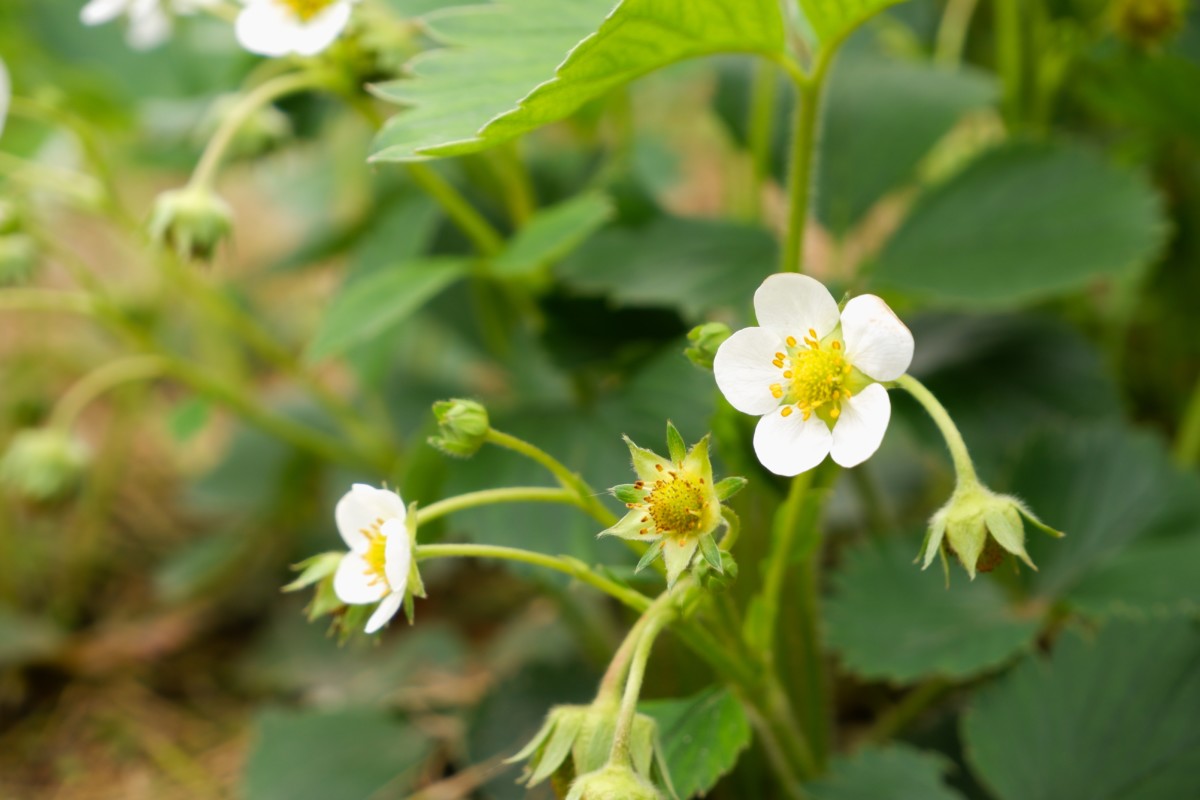 Close up of newly flowered strawberry plant